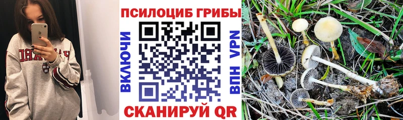 OMG зеркало  Нерюнгри  Псилоцибиновые грибы мухоморы 
